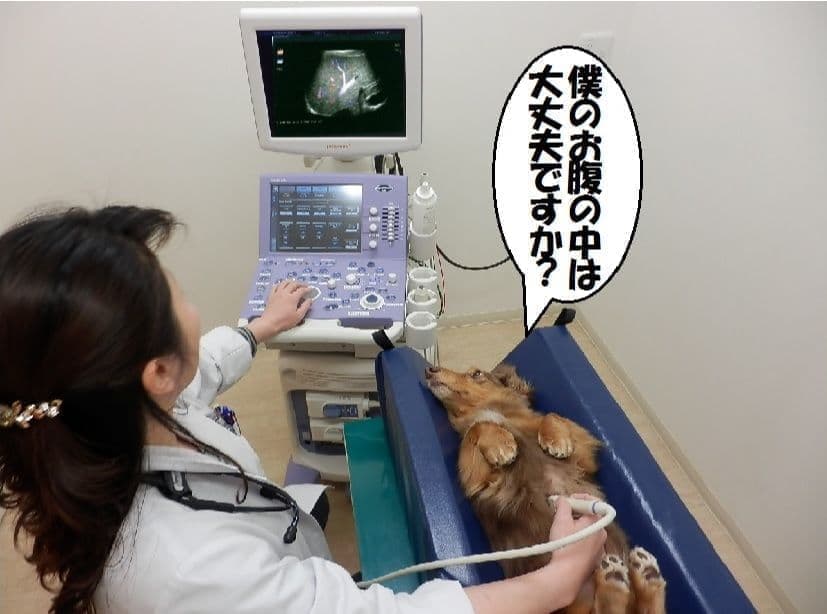 京町堀動物病院　超音波