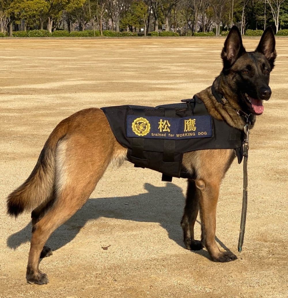 京町堀動物病院