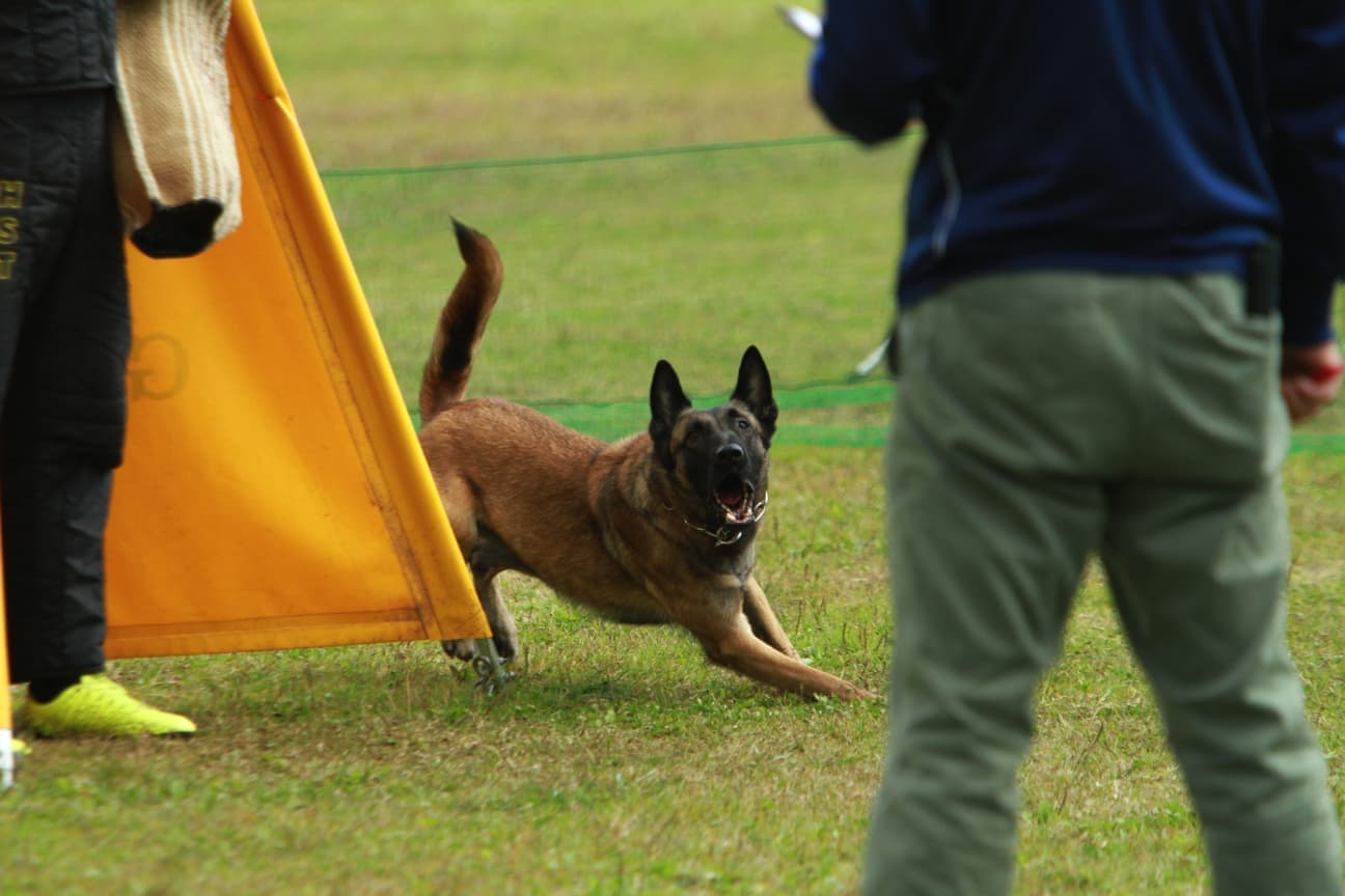 京町堀動物病院